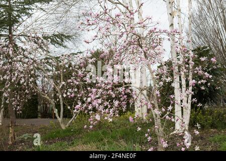 Magnolia x loebneri 'Leonard Messel' Magnolienbaum. Stockfoto