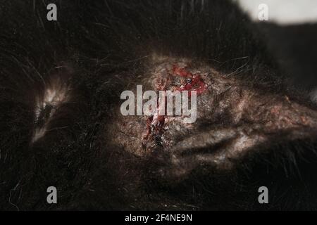 Nahaufnahme einer schwarzen Katze mit Otitis und Kratzen Dermatitis Stockfoto