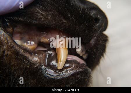 Katze die Zähne mit zahnfleischbluten Rückzug nach calicivirus Infektion Stockfoto