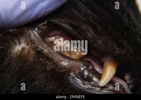 Katze die Zähne mit zahnfleischbluten Rückzug nach calicivirus Infektion Stockfoto