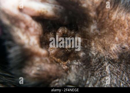 Nahaufnahme einer schwarzen Katze mit Otitis und Kratzen Dermatitis Stockfoto