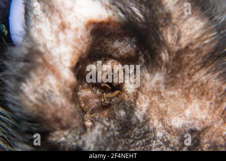 Nahaufnahme einer schwarzen Katze mit Otitis und Kratzen Dermatitis Stockfoto