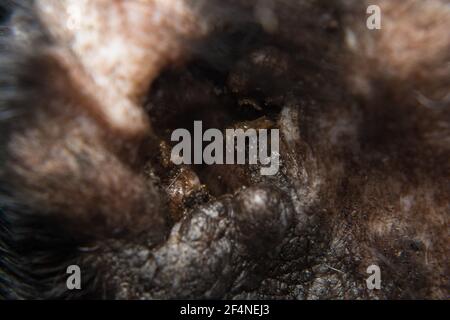 Nahaufnahme einer schwarzen Katze mit Otitis und Kratzen Dermatitis Stockfoto