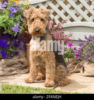 Airedale Terrier Dog Stockfoto