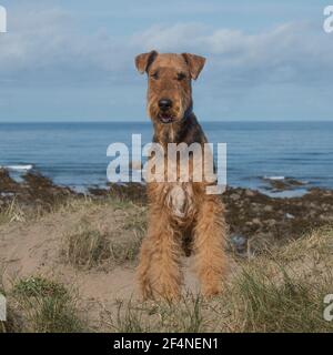 Airedale Terrier Dog Stockfoto