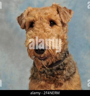 Airedale Terrier Dog Stockfoto