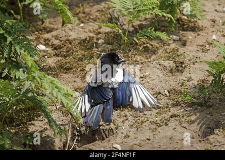 Elster - Sonnenbaden Pica Pica Minsmere RSPB Reserve Suffolk, UK BI024905 Stockfoto