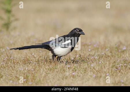 Elster - auf der Suche nach Insekten Pica Pica Minsmere RSPB Reserve Suffolk, UK BI024913 Stockfoto