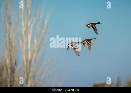 Drei Enten im Flug. Stockfoto