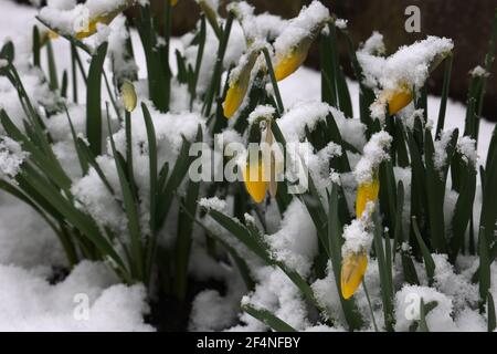 Die Knospen der ersten Frühlingsblumen Narzisse bedeckt mit Weißer Schnee im Frühling Stockfoto