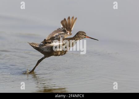 Spotted Redshank - Einnahme von Tringa erythropus Minsemere RSPB Reserve Suffolk, UK BI024932 Stockfoto