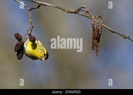 Eurasische Zeisig (Zuchtjahr Spinus) Stockfoto