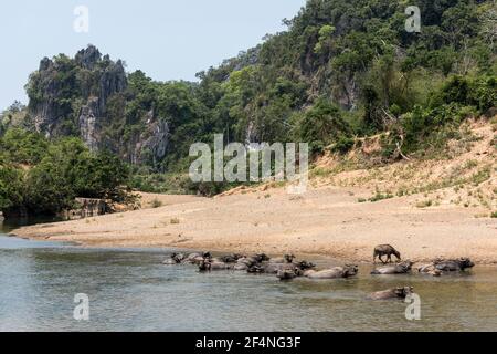 Herde, die im Fluss, Nong Ping, Laos, zusammenlaufen Stockfoto