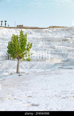Schöner Baum mit grünen Blättern auf dem Hintergrund des Pamukkale Berges in der Türkei. Vertikale Aufnahme. Stockfoto