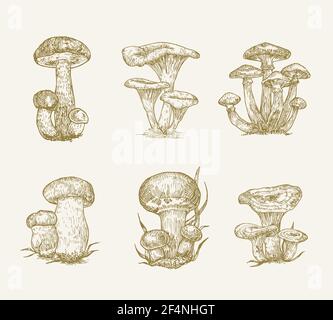Handgezeichnete Pilze Vektor Illustrationen Sammlung. Champignons, Honigpilze, Orange Cap Boletus, Penny Bun Boletus und Safran Milk Cap Stock Vektor