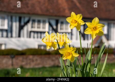 Im Vordergrund fangen Narzissen im Frühling die Sonne. Fotografiert an der Spitze der Pinner High Street, Middlesex UK, mit historischem Halbholzhaus dahinter. Stockfoto