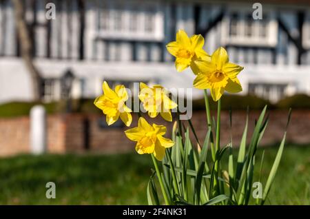 Im Vordergrund fangen Narzissen im Frühling die Sonne. Fotografiert an der Spitze der Pinner High Street, Middlesex UK, mit historischem Halbholzhaus dahinter. Stockfoto