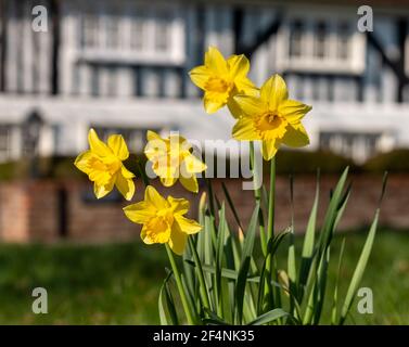 Im Vordergrund fangen Narzissen im Frühling die Sonne. Fotografiert an der Spitze der Pinner High Street, Middlesex UK, mit historischem Halbholzhaus dahinter. Stockfoto