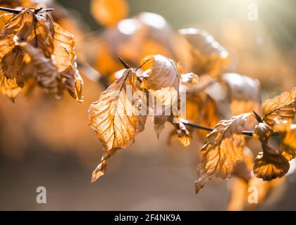 Schöne Herbstsaison orange gelbe Blätter mit goldenem Sonnenlicht glänzend Durch Adern schaffen atemberaubende saisonale Herbstfarben im Wald Winter Stockfoto