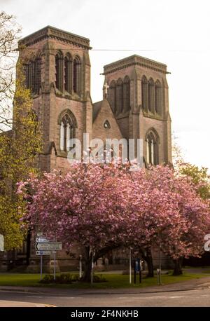 Die Türme der St Andrew Cathedral, Inverness, Schottland, mit Kirschbäumen in voller Blüte im Vordergrund. Stockfoto