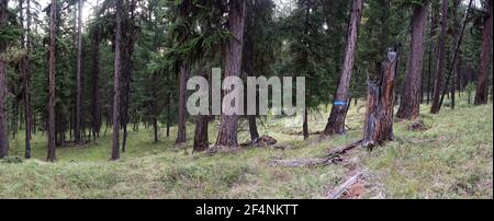 Altes Wachstum westlichen Lärchenwald vorgeschlagen für die Holzfällung in der Black RAM-Projekt. Kootenai National Forest, Yaak Valley, MT. (Foto von Randy Beacham) Stockfoto