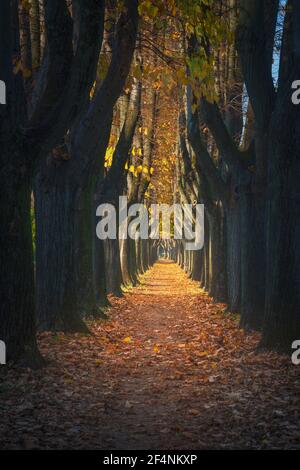 Lucca, autumn foliage in tree lined walkway in a foggy morning. Tuscany, Italy. Stockfoto