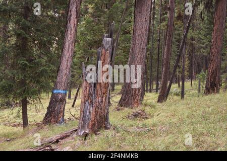 Altes Wachstum westlichen Lärchenwald vorgeschlagen für die Holzfällung in der Black RAM-Projekt. Kootenai National Forest, MT. (Foto von Randy Beacham) Stockfoto