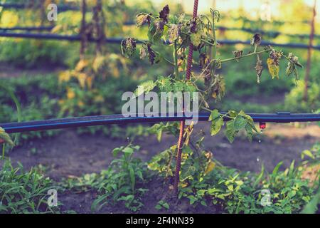 Ausgetrocknete Tomaten, schlechte Tomaten. Im Gewächshaus angebaute Tomaten werden wegen Krankheit oder Störung getrocknet. Agrarkonzept Stockfoto