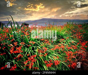 IE - CO. KERRY: Montbretia blüht auf der Insel Valencia am Cromwell Point Stockfoto