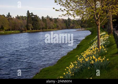 Blick auf die Ness Islands, eine Reihe kleiner Inseln im Fluss Ness, Inverness, Schottland, im Frühjahr mit gelben Narzissen im Vordergrund Stockfoto