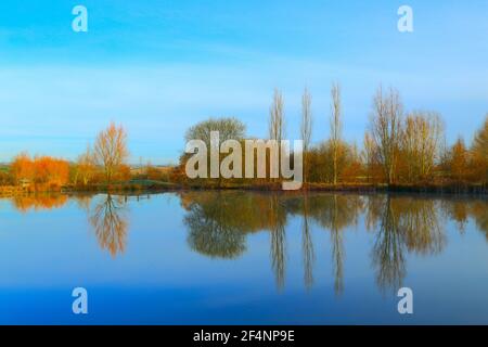 Bäume spiegeln sich im See des Lower Bruckland Farm Nature Reserve, Devon Stockfoto