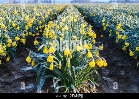 Reihen von Narzissen mit Blumen, die im kommerziellen Skagit Valley hängen Farm als Morgenfrost auf den gelben Blüten wiegt Stockfoto