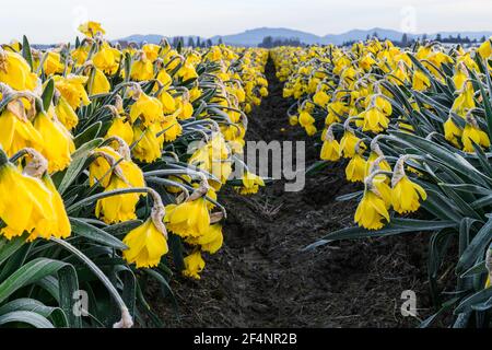 Daffodil blüht auf einem kommerziellen Bauernhof im Skagit-Tal Hängen Sie ihre Köpfe entlang einer Reihe, die von einem abgewogen wird Schicht des morgendlichen Frosts an einem Märzmorgen Stockfoto