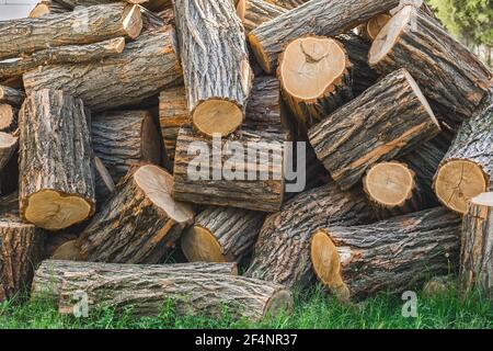 Haufen von großen gesägten Baumstämmen Hintergrund. Stockfoto