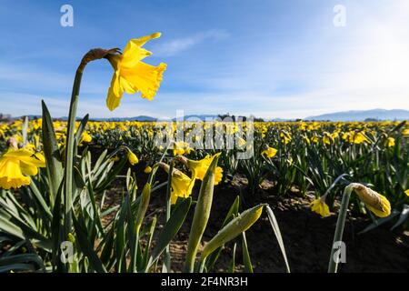 Eine kommerzielle Narzisse, die über einem Blumenfeld aufsteigt Ein klarer Morgen im Skagit-Tal des Staates Washington Stockfoto