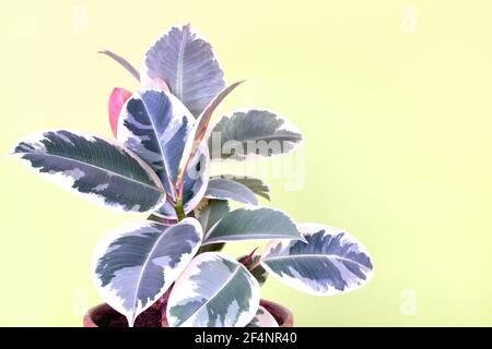 Pflanzen des Gummibaums ficus färbten Tineke auf gelb-grünem Hintergrund. Stockfoto