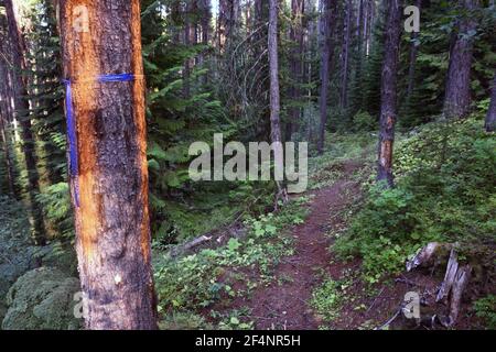 Logging-Einheit markiert entlang Bonnet Top Trail in der vorgeschlagenen Black RAM-Projekt. Kootenai National Forest, MT. (Foto von Randy Beacham) Stockfoto