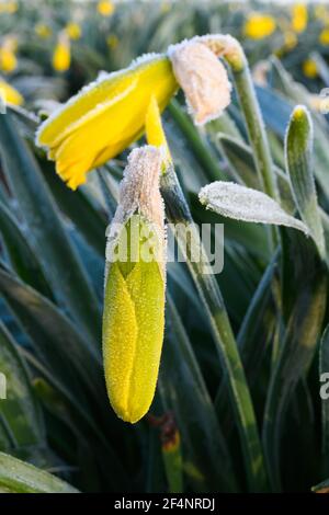 Frost auf einer Narzissenblüte im Morgenlicht Eines Handelsfeldes im Skagit Valley von Washington Status Stockfoto