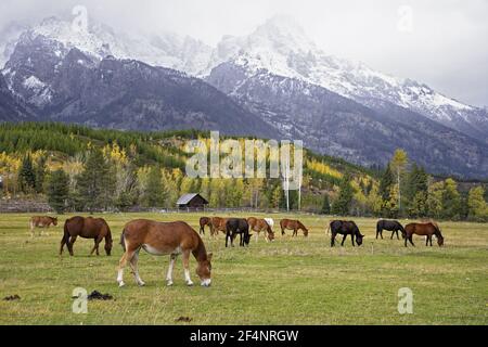 Pferde grasen gegen BergrückfallGrand Tetons National Park Wyoming. USA LA006687 Stockfoto