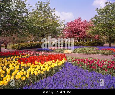 Tulpenfelder im Frühling, Keukenhof-Gärten, Lisse, Südholland (Zuid-Holland), Königreich der Niederlande Stockfoto