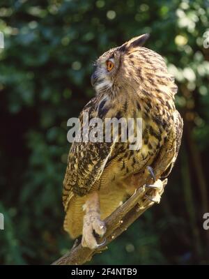 Indische Adler-Eule (Otus bengalensis) ruhend, Hampshire, England, Vereinigtes Königreich Stockfoto