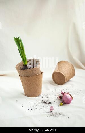 Gartenarbeit für zu Hause. Werkzeuge zum Bewässern und Verpflanzen von Hauspflanzen. Biologisch abbaubare Starttöpfe mit einem hyacinthus. Stockfoto