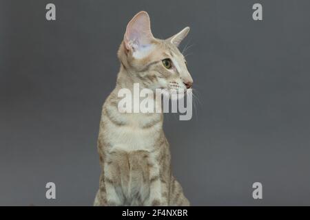 Porträt einer jungen orientalischen Katze auf grauem Hintergrund Stockfoto