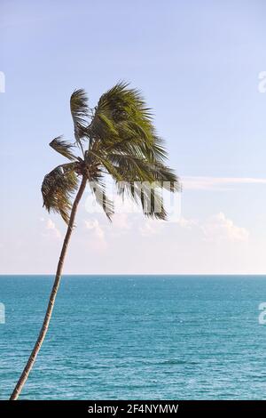 Kokosnuss-Palme gegen Meer und Himmel, selektiver Fokus, retro Farbtonierung angewendet. Stockfoto