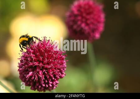 Hummel auf Allium Stockfoto