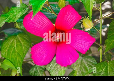 Hibiscus lila helle Blume in den Blättern, Nahaufnahme. Stockfoto