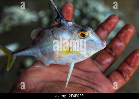 Schöne Stativfische oder Hubschrauberfische in der Hand in Indian Fischmarkt Stockfoto