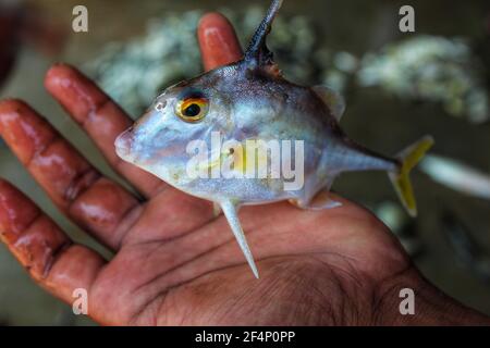 Schöne Stativfische oder Hubschrauberfische in der Hand in Indian Fischmarkt Stockfoto