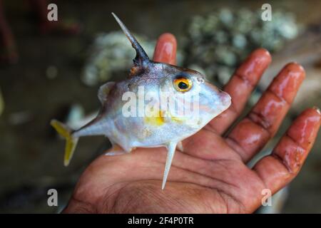 Schöne Stativfische oder Hubschrauberfische in der Hand in Indian Fischmarkt Stockfoto