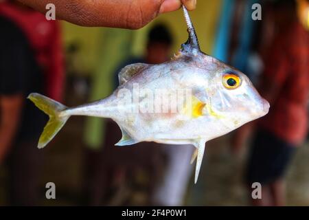 Schöne Stativfische oder Hubschrauberfische in der Hand in Indian Fischmarkt Stockfoto